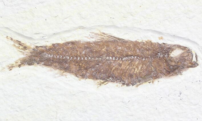 Bargain, Knightia Fossil Fish - Wyoming #60448